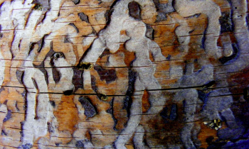 CopyofDSCF4709