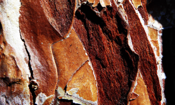 CopyofP1010136