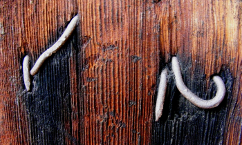 CopyofDSCF4558_2