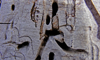 CopyofDSCF4682_1