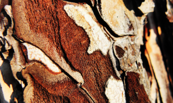 CopyofCopyofP1010106