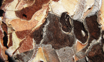 CopyofCopyofP1010121