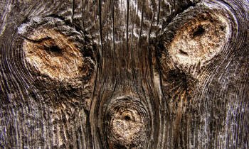 CopyofDSCF0661